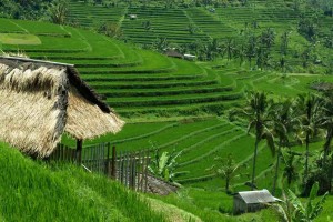 Jatiluwih, Ikon Pariwasata Tabanan